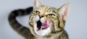 cat tongue twister