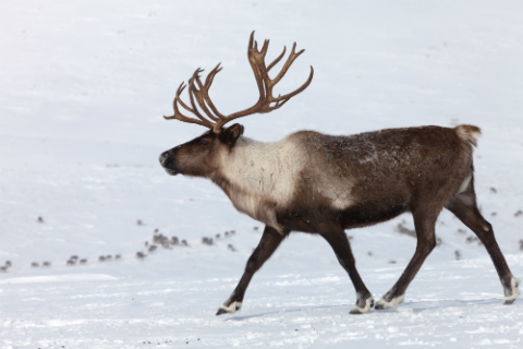 A reindeer enjoying the snow